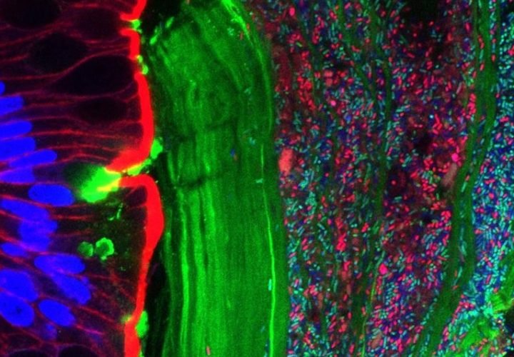 bacterias intestinales_0